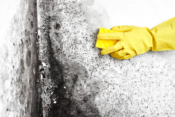 Best Certified Mold Removal  in Bushnell, FL