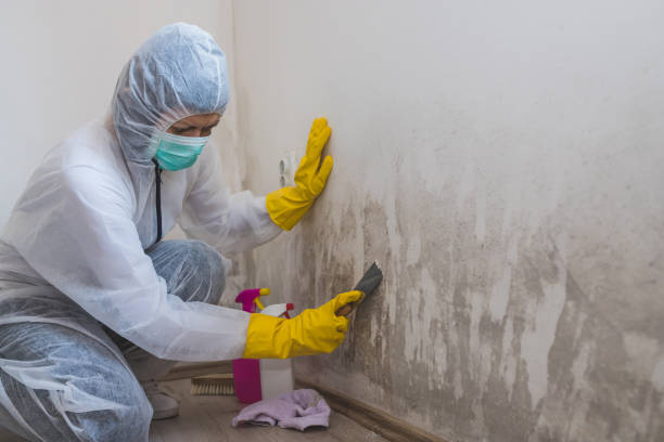 Best Office Mold Removal Services  in Bushnell, FL