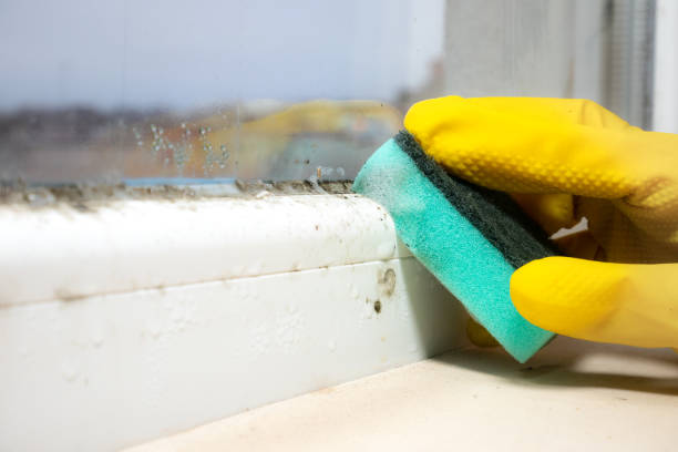 Best Fast Mold Removal  in Bushnell, FL