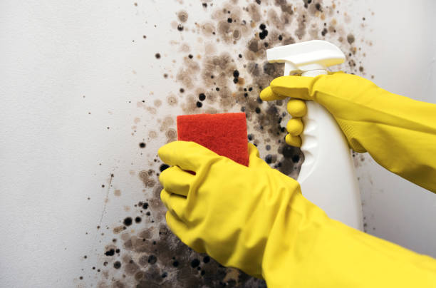 Best Emergency Mold Removal  in Bushnell, FL