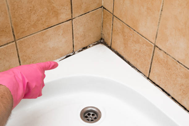 Office Mold Removal Services in Bushnell, FL